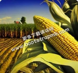 全天候在线，服务无间断 - 博鱼
